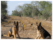 demining
